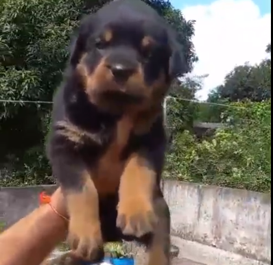 rottweiler dog breeder in chennai