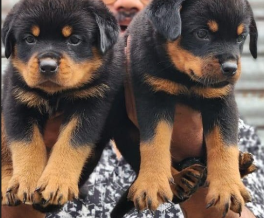 rottweiler pet shop in chennai