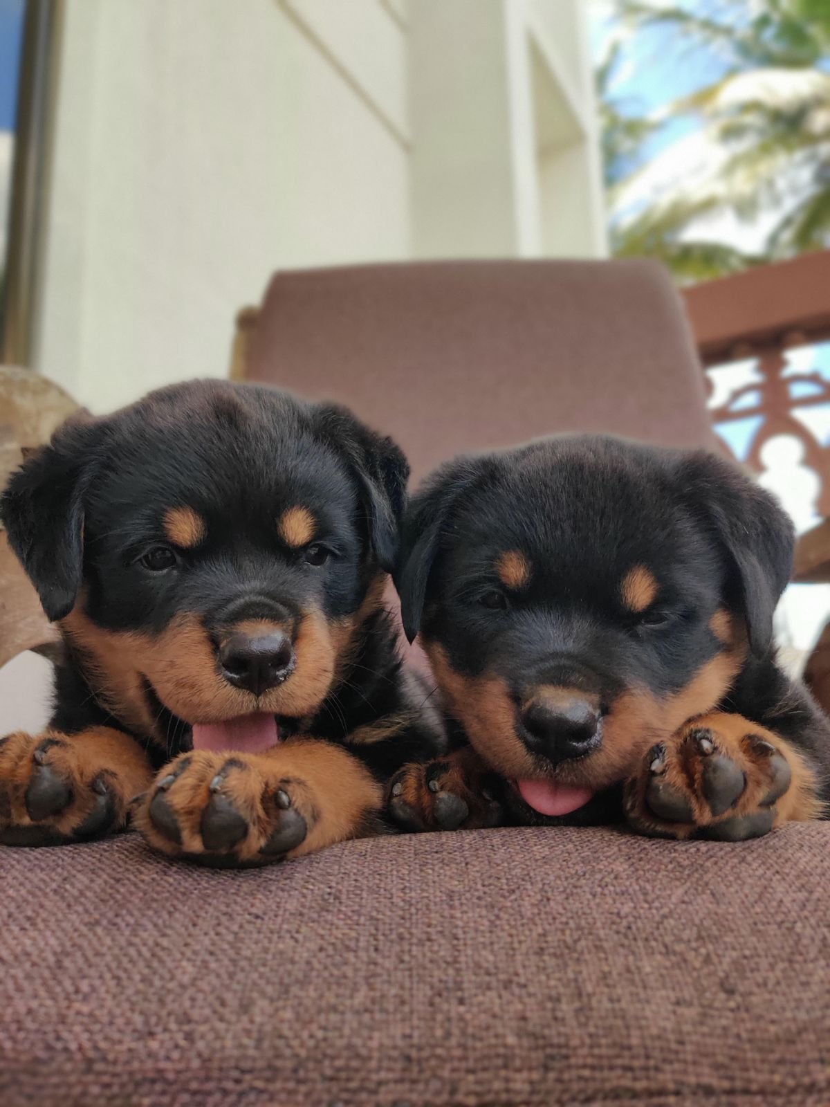 rottweiler dog breeder in goa