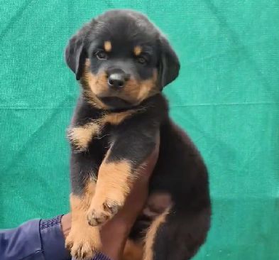 rottweiler male dog price in goa