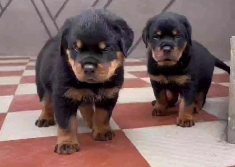 rottweiler female puppies price in goa