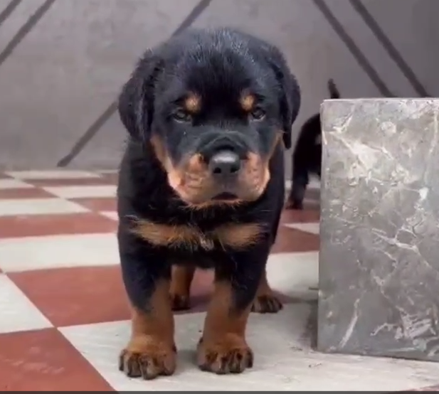 rottweiler pet shop in goa