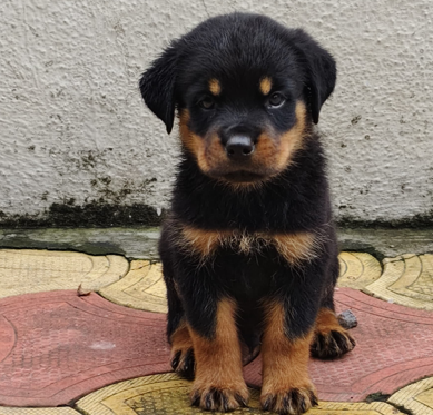 rottweiler puppies price in goa