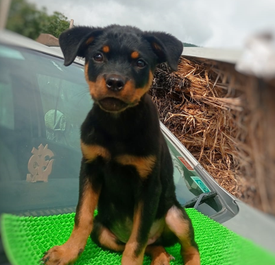 rottweiler dog price in goa