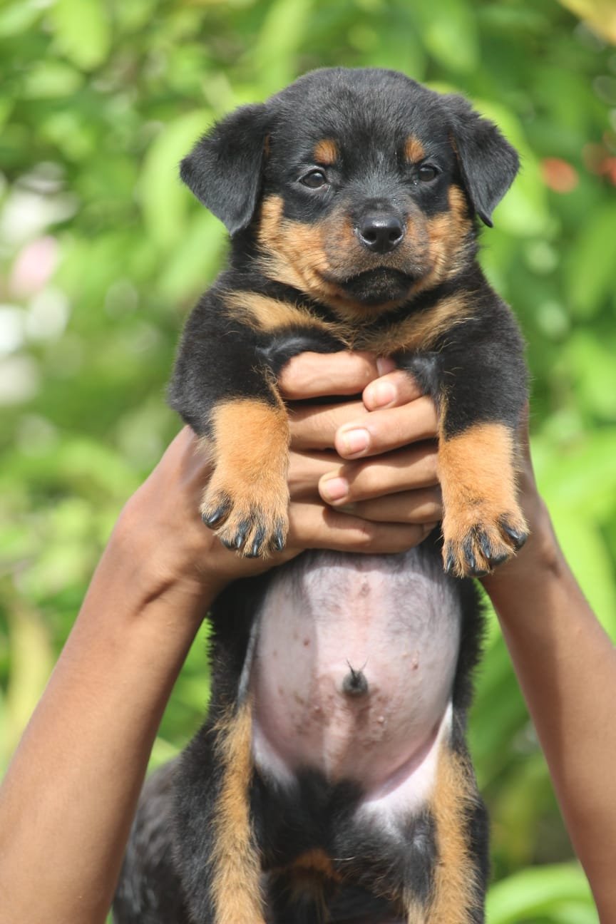 Rottweiler dog price in India