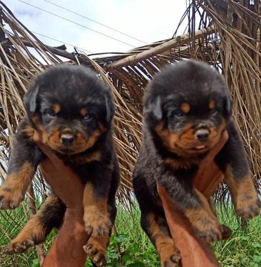 Rottweiler dog for sale in India