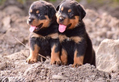 buy rottweiler puppies online in jaipur