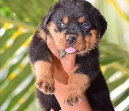 kci registerd rottweiler puppy price in jaipur