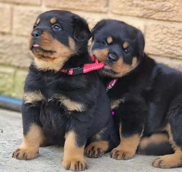 rottweiler puppies for sale in vizag