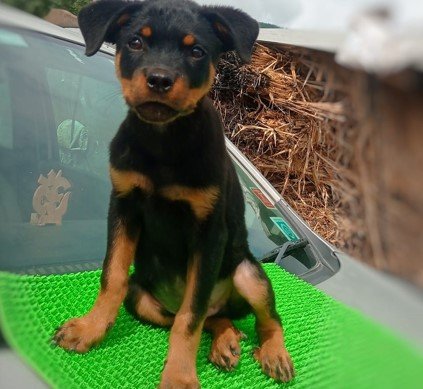 rottweiler puppy price in vizag