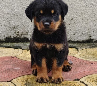 rottweiler dog for sale in vizag