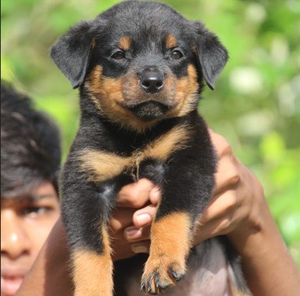 rottweiler male puppies for sale in vizag