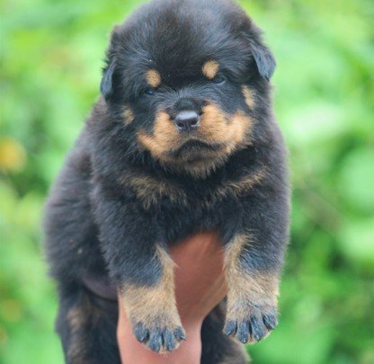 rottweiler dog kennel in vizag