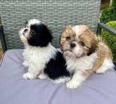 Champion line shih tzu puppies for sale in bangalore