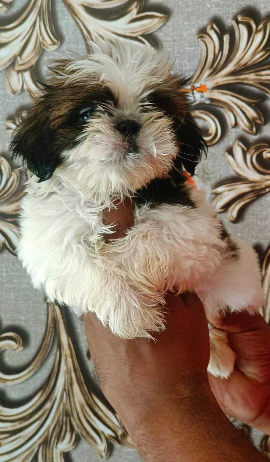 Shih Tzu female puppies price in bangalore