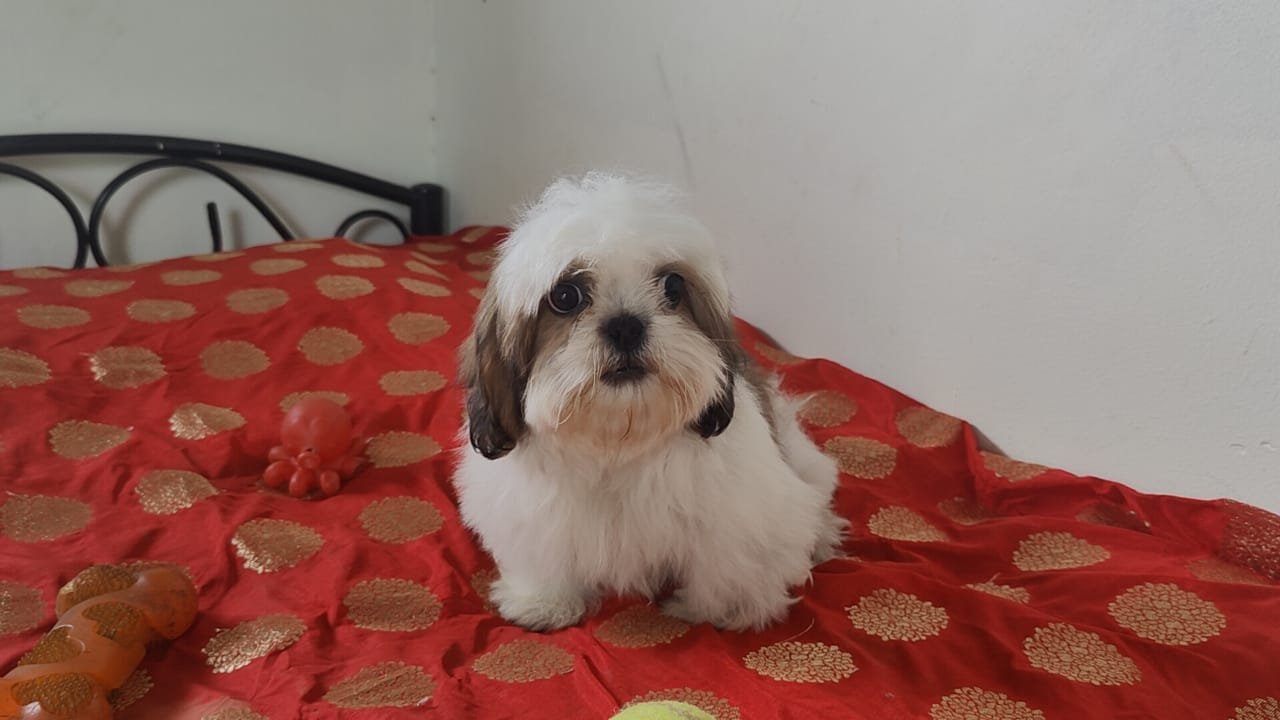 Shih-Tzu Male Puppies For Sale In Mumbai