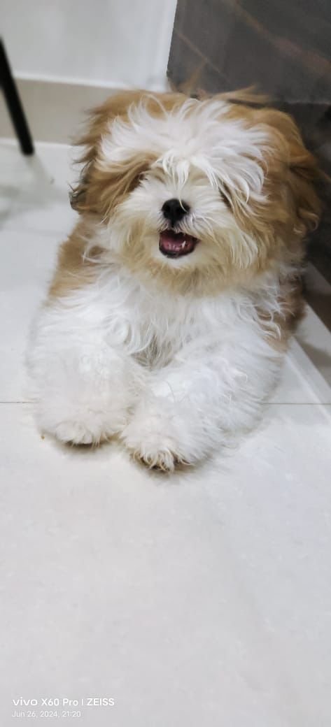 Shih Tzu male puppies price in bangalore 