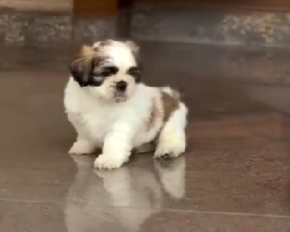 shih tzu male puppy price in chennai