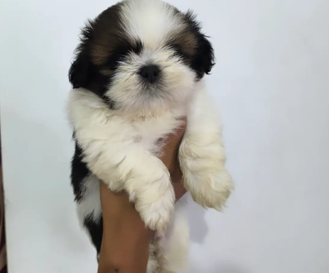 shih tzu dog breeder in pune