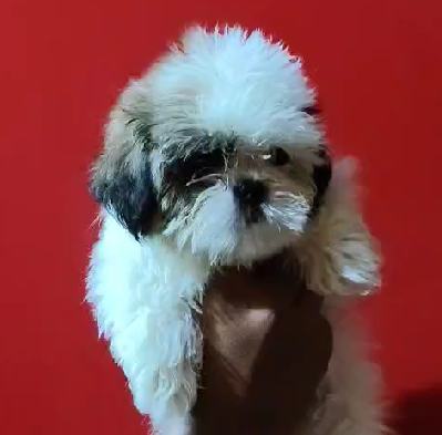 shih tzu female puppies for sale in chennai