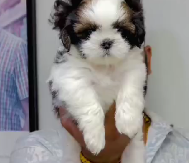 shih tzu male puppies price in goa