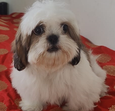 shih tzu pet shop in goa