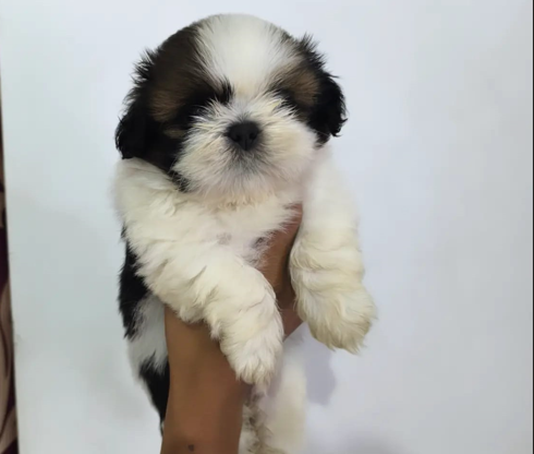 shih tzu puppies for sale in goa