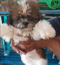 Shih Tzu price in India