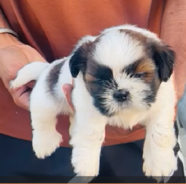 Shih Tzu puppy price in India