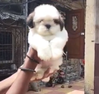 Shih Tzu breed price in India