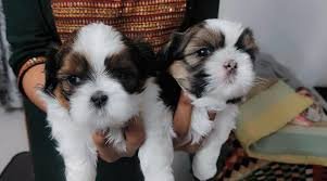 Shih Tzu dog breeder in India