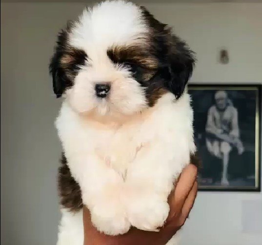 buy shih tzu puppies online in jaipur