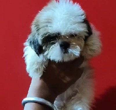 shih tzu puppies for sale in jaipur