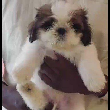 kci registerd shih tzu puppies price in jaipur