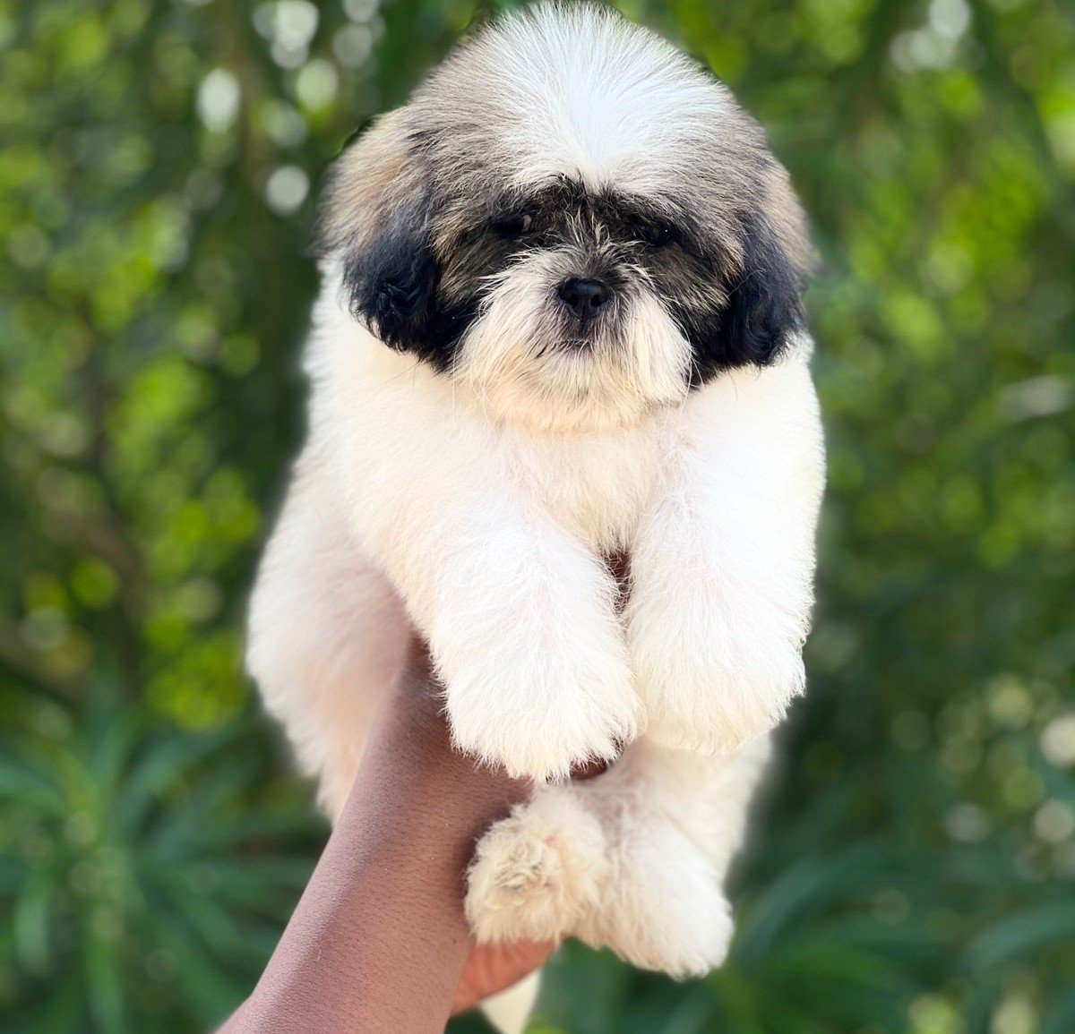 champion lineage shih tzu puppies for sale in jaipur