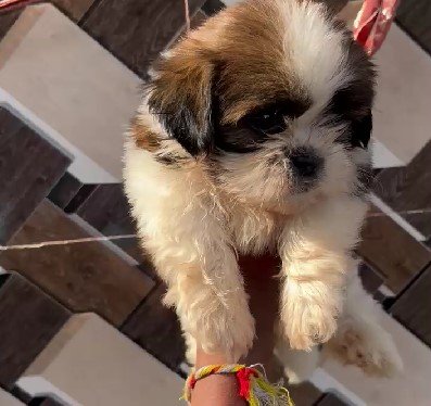 pure breed shih tzu puppy price in jaipur