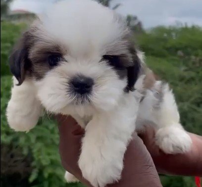 shih tzu puppies for sale online in vizag