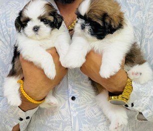 buy shih tzu puppies online in vizag