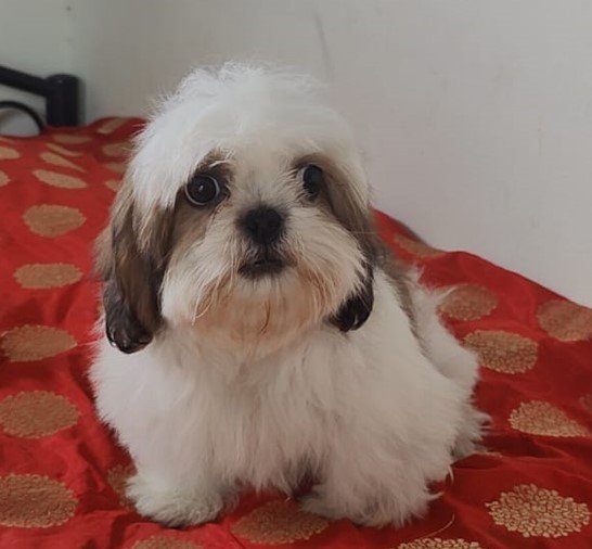 shih tzu dog for sale in vizag