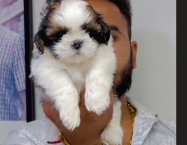 shih tzu dog kennel in vizag