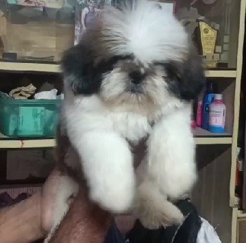 shih tzu male puppies for sale in viazg