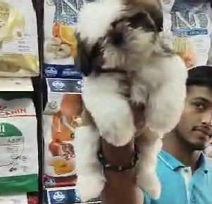 shih tzu dog breeder in vizag