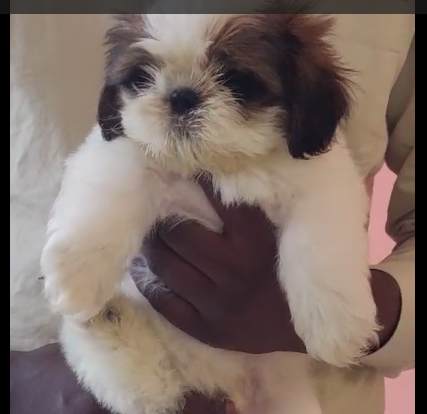 Shih tzu puupy for sale in hyderabad