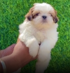 Shih Tzu male puppies for sale in bangalore