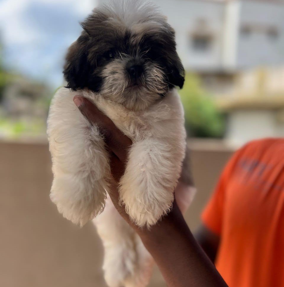 shih tzu male puppies for sale in hyderabad