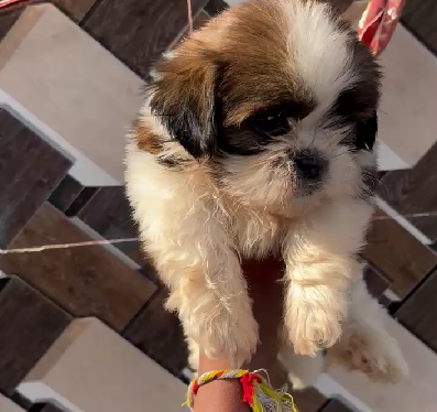 Shih tzu puppies shop in hyderabad