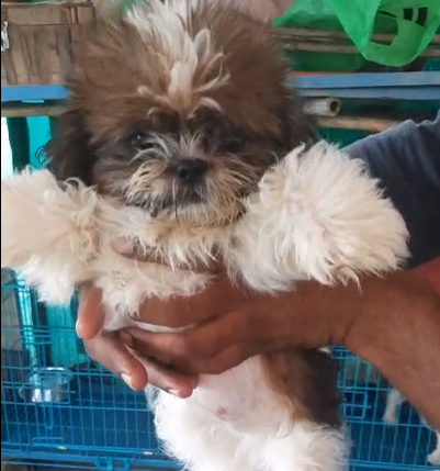 Shih Tzu pet shop in Kolkata.