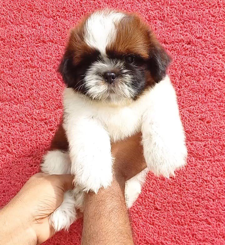 Shih Tzu breed puppies for sale in Kolkata