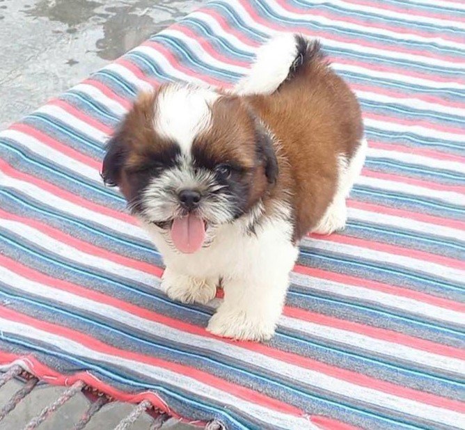 Shih Tzu pet for sale in Kolkata