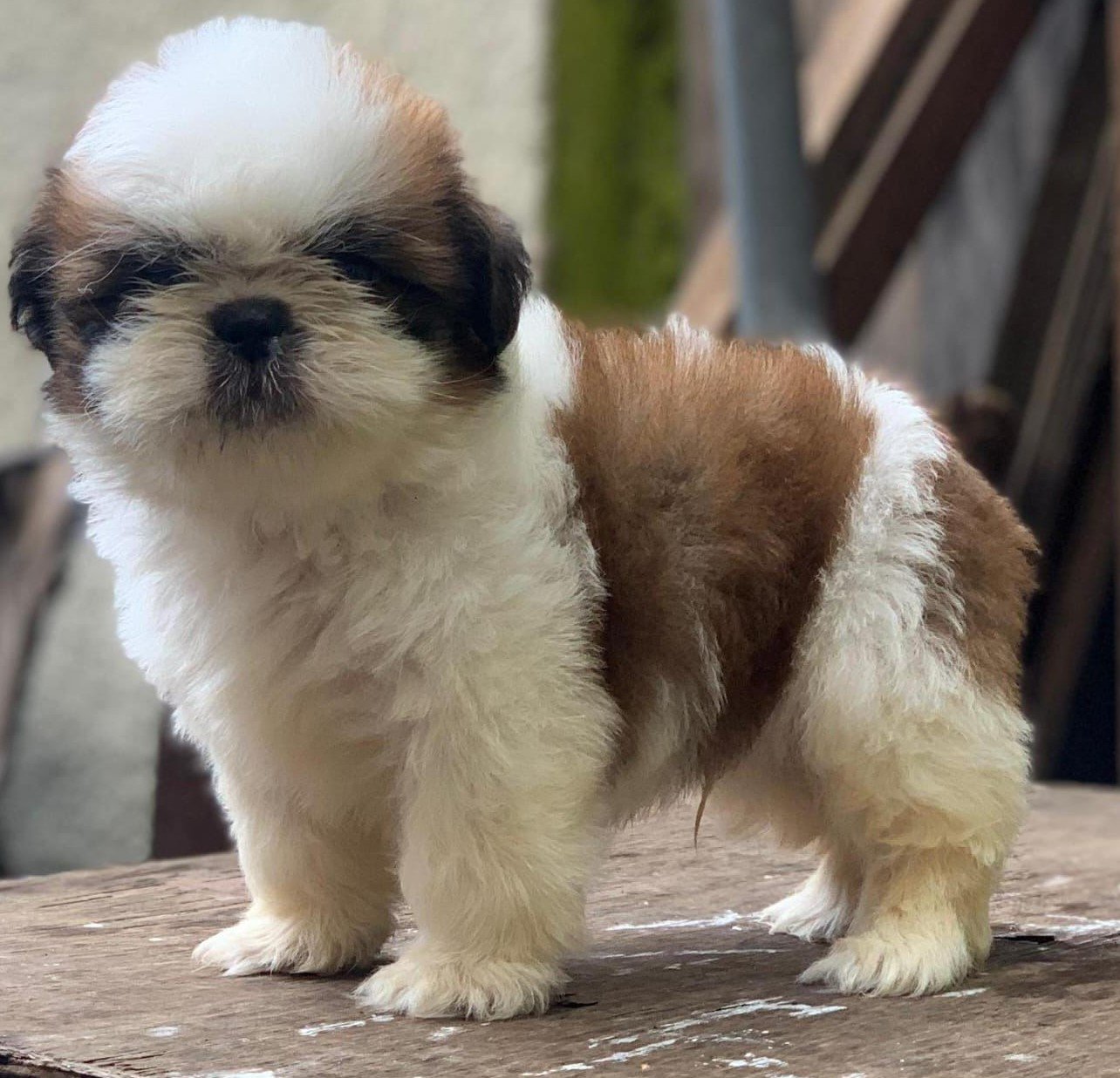 Shih Tzu male puppy price in pune